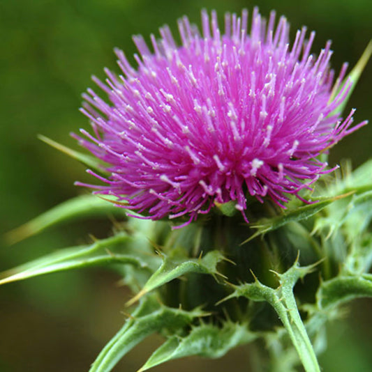 A Brief Overview of Milk Thistle